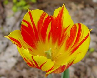 [Broken Red Tulip with A Yellow Ground]