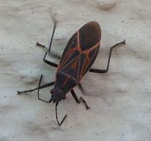 [beetle]