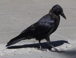 [crows]