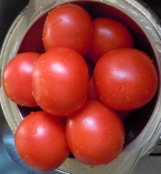[washed tomatoes]