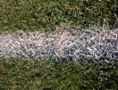 [line painted on grass]