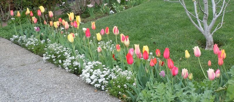[a row of tulips]