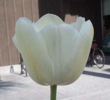 [white tulip]