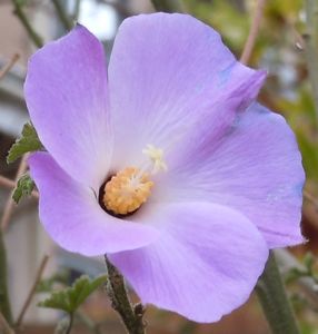 [blue-purple flower]