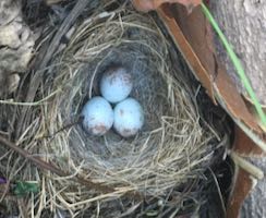[bird's nest]