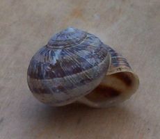 [snail's shell]