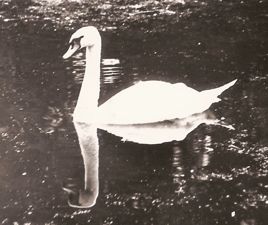 [Black-and-White picture; swan]