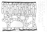 [a thumbnail of an inkprint of a braille drawing]