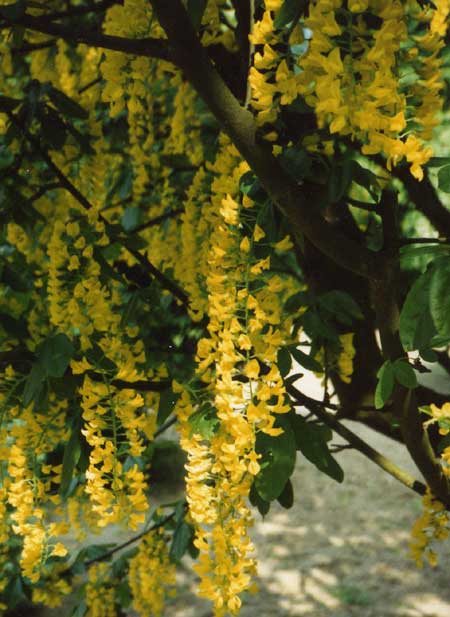 [golden raindrops: the Goudenregen Laburnum in bloom]