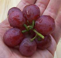 [a handful of grapes, still wet from washing]