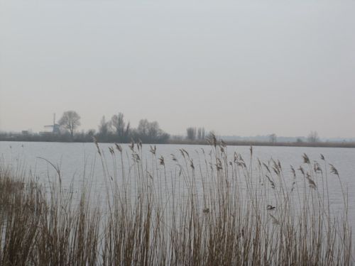 [water, reeds, ducks, a windmill in the distance]