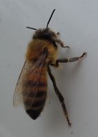 [honeybee]