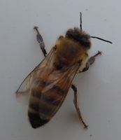[honeybee]