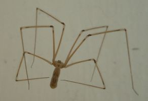 ['Daddy Longlegs' spider]