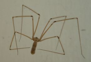 ['Daddy Longlegs' spider]