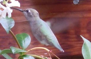 [hummingbird]