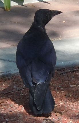 [crow]
