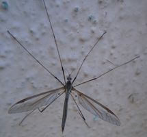 [crany fly, 'Daddy Longlegs' mosquito]