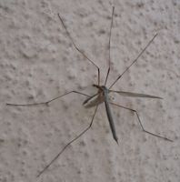 [crane fly, 'Daddy Longlegs' mosquito]