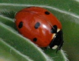 [ladybug, ladybird]