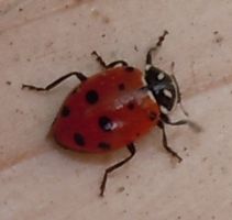 [ladybug, ladybird]