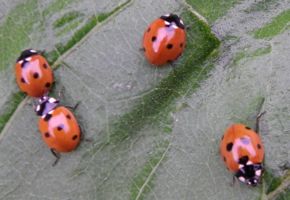 [ladybirds, ladybugs]