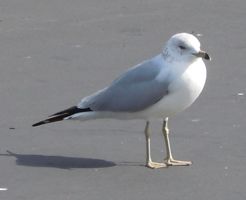 [seagull]