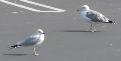 [seagulls]