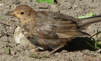 [blackbird, female]