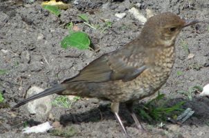 [blackbird, female]