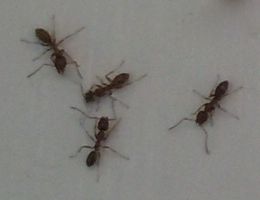 [ants]