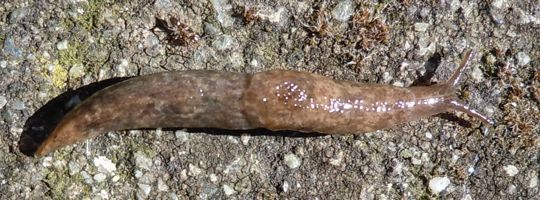 ['naked snail' - slug]
