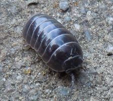 [pillbug]