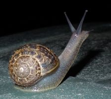 [a snail]