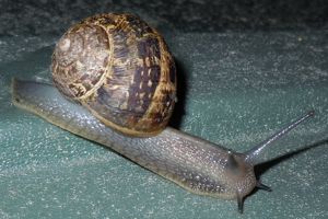 [snail]