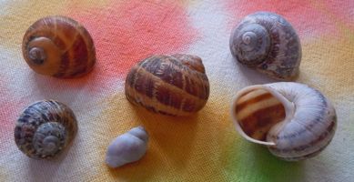[snail's shell]