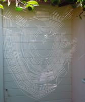 [spider's web]