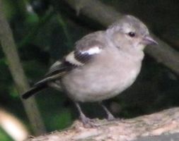 [small bird, sparrow?]