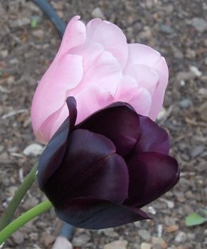 [a purple, almost black tulip and a pink tulip]