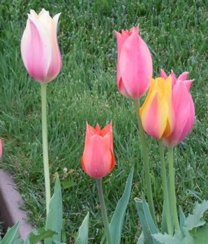 [five beautiful tulips]