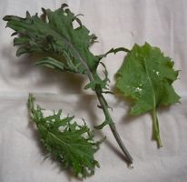 [baby kale]