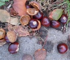 [chestnuts]