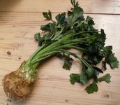 [celery root, celery]