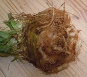 [celery root, celery]