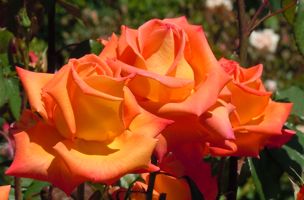 [orange-colored roses]