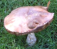 [toadstool, mushroom]