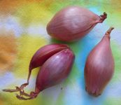 [shallots]