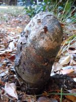 [puffball mushroom]