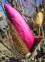 [(tulip tree) buds]