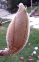 [(tulip tree) buds]